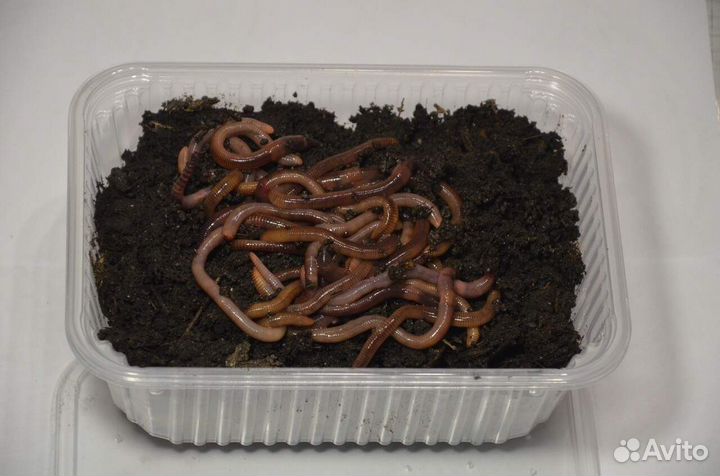 Червь для рыбалки