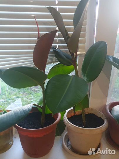 Цветы Декабрист, фикус, денежное дерево, эписция