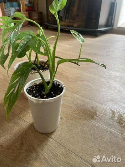 Монстера Адансона