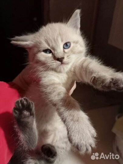 Кошка в дар