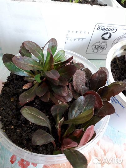 Энотера желтая, многолетник