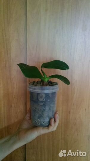 Орхидея фаленопсис бронь до завтра