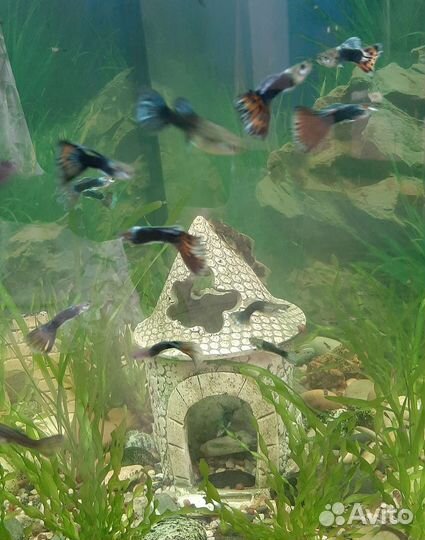 Рыбки (гуппи)