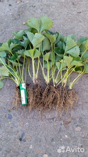 Рассада клубники