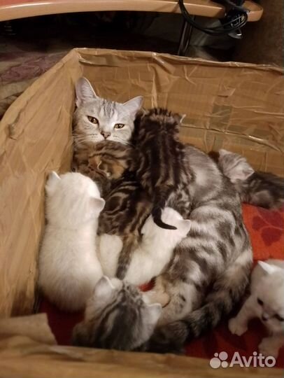 Шотландские котята