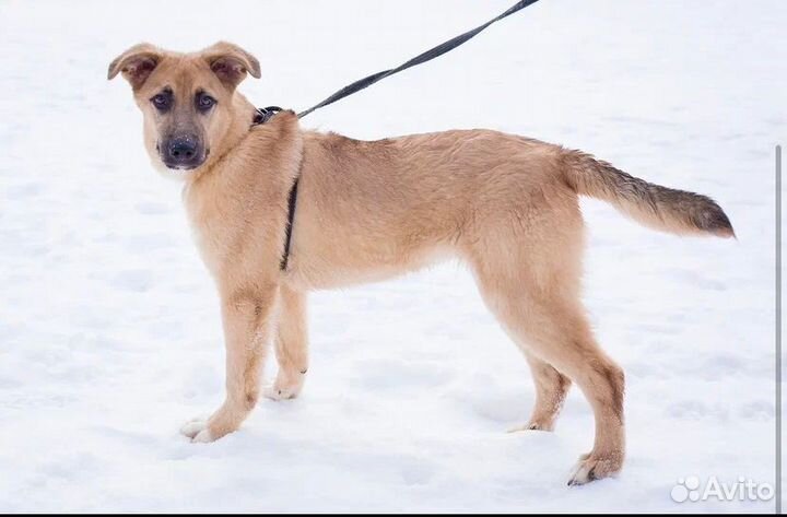 Щенок Ричик. Никто не замечает его