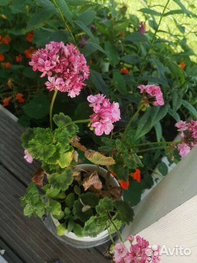 Пеларгония герань