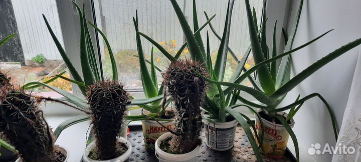 Алоэ вера три и четыре года