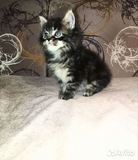 Мальчики и девочки