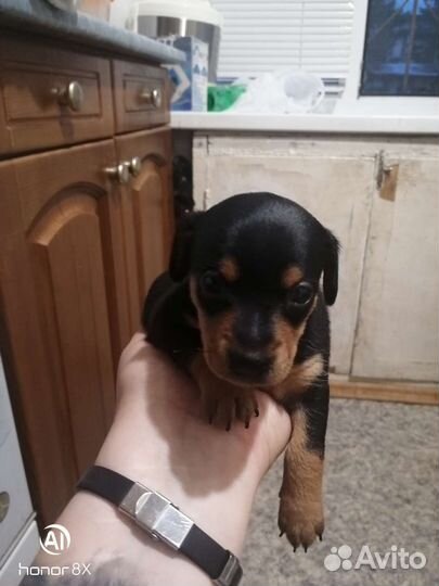 Той-терьер щенки