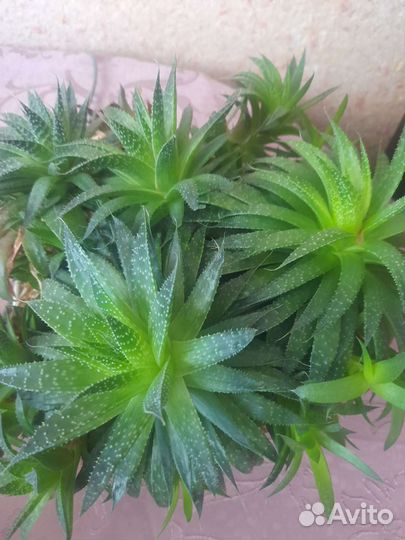 Суккуленты