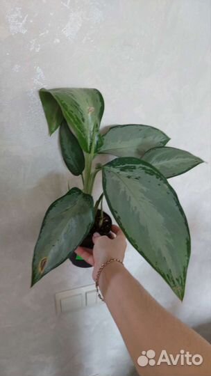 Сильверадо