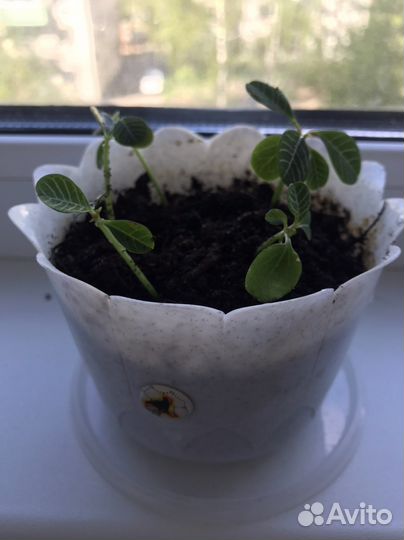 Комнатные цветы