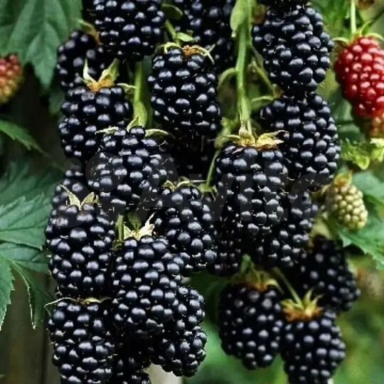 Дом 68 м² на участке 28,2 сот.