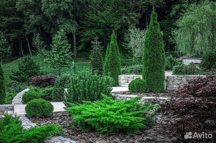 Туя с доставкой