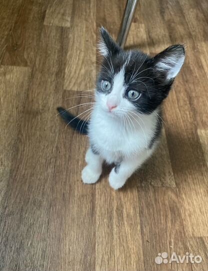 Котик 2 месяца