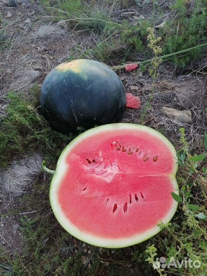 Арбуз