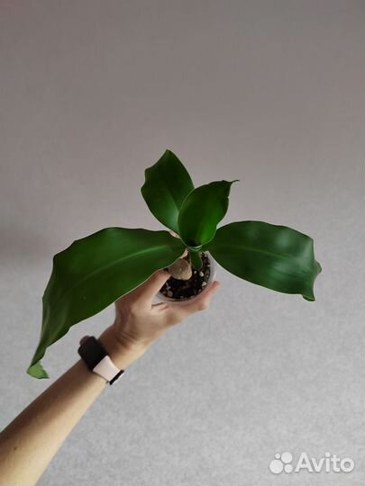 Драцена рефлекса и фрагранс