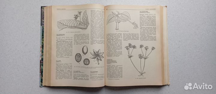 Декоративные растения открытого и закрытого грунта