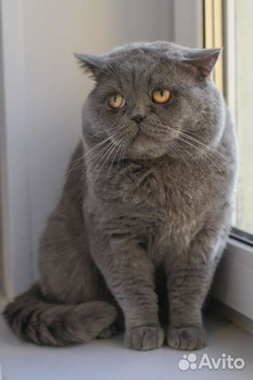 Кот на вязку