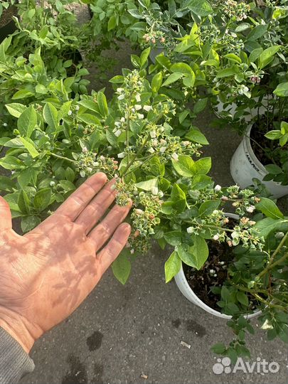 Саженцы голубика