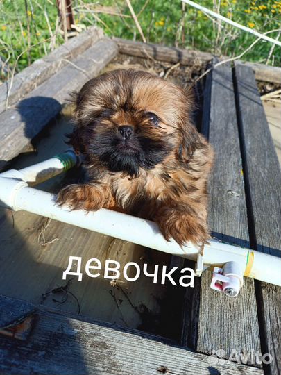 Щенки ши-тцу