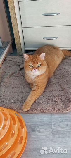 Шотландский кот вязка
