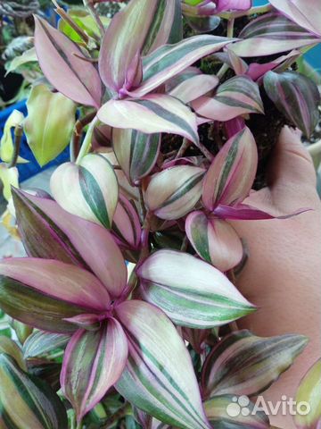 Традесканция