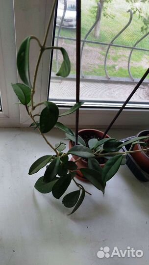 Хойя взрослая