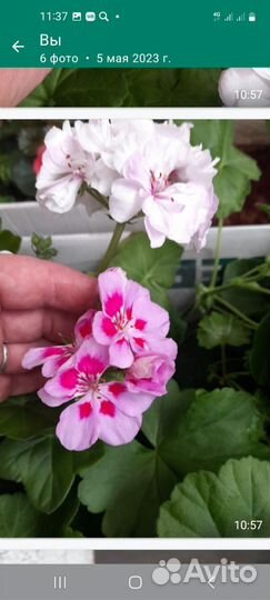 Пеларгония