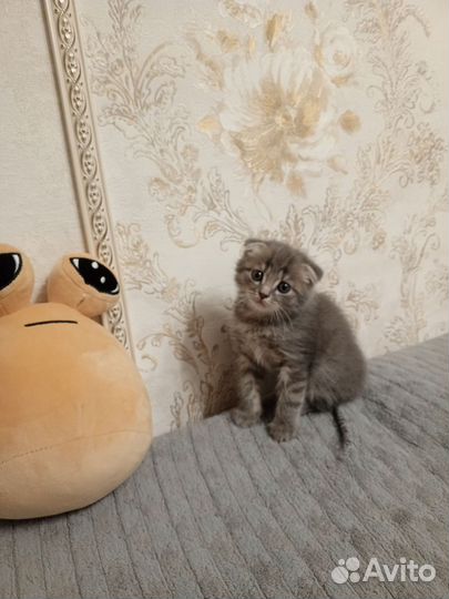 Вислоухие котята