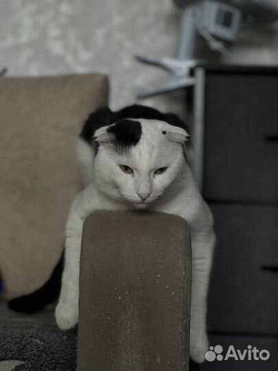 Вислоухий кот Максим