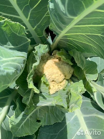 Капуста брокколи