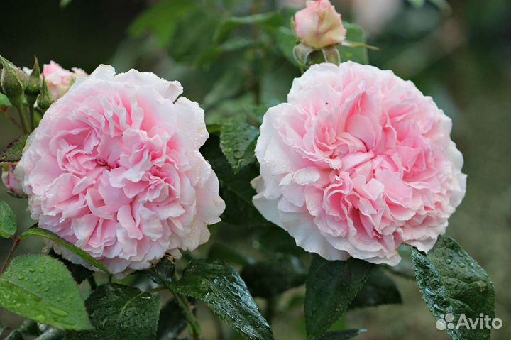 Продажа роз