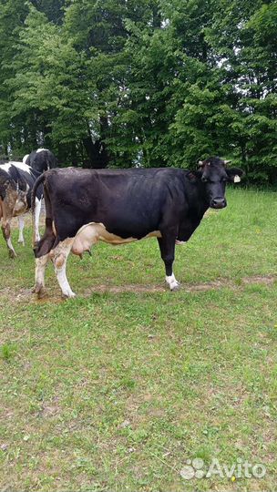 Телята бычки тёлочка коровы