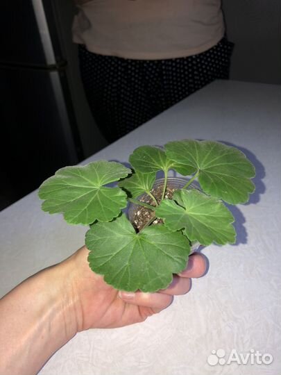 Пеларгония герань Селеста Джулия