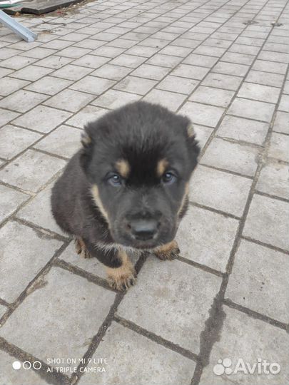 Продажа щенков алабая