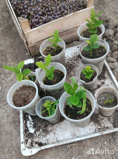 Мандора из костички
