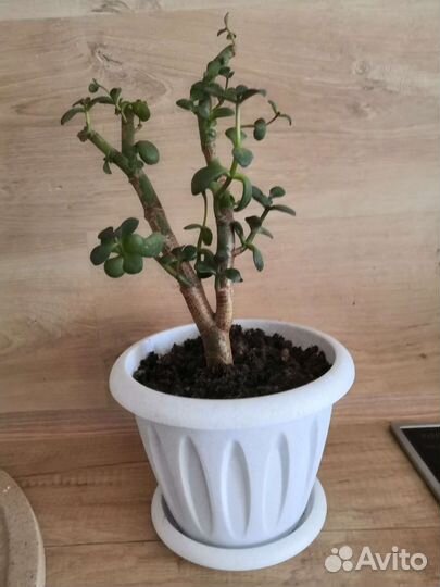 Денежное дерево (толстянка)