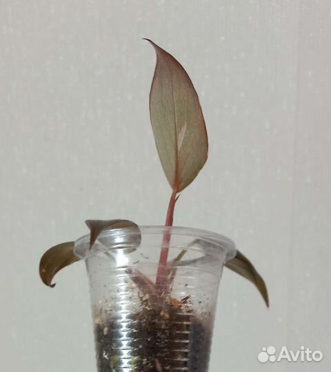 Филодендрон Розовая принцесса