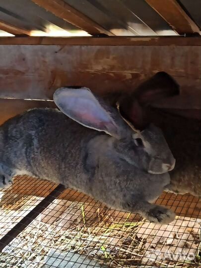 Кролики Великаны