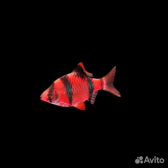 Барбус глофиш красный. Аквариумная рыбка