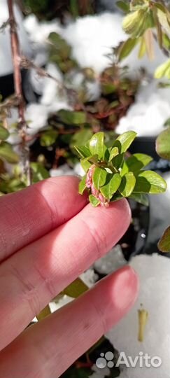 Брусника садовая саженцы