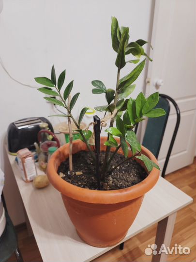 Замиокулькас