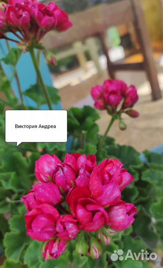 Пеларгония