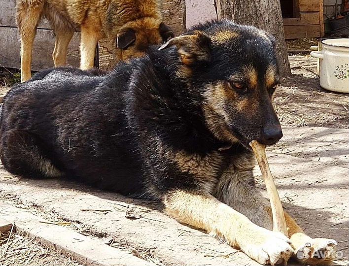 Собака в добрые руки отдам бесплатно