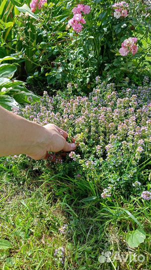 Лимоннопахнущий тимьян