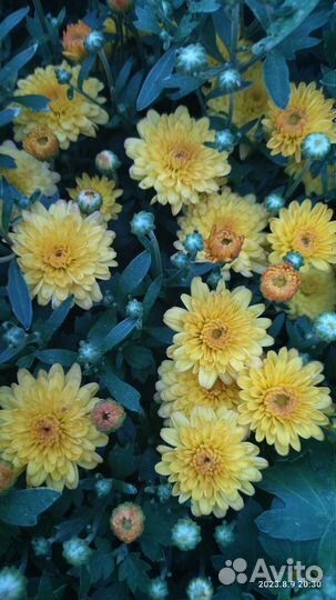 Хризантемы мультифлора