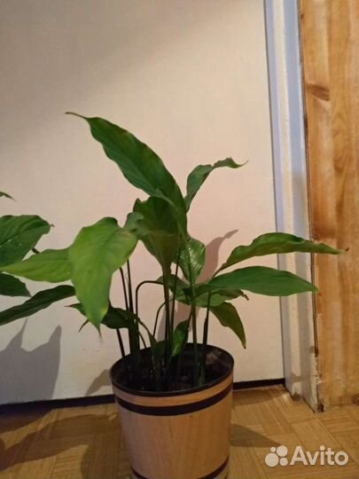 Спатифиллум