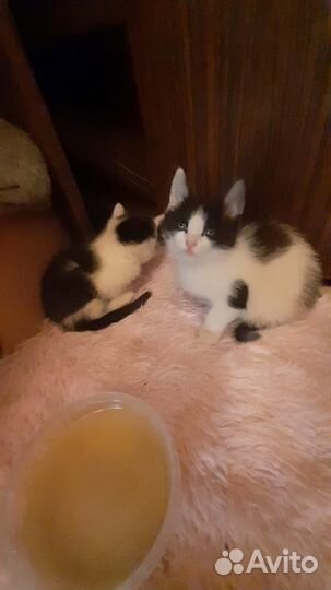 Котёнок